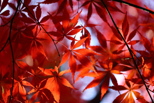 773280 (a): :2800x1866